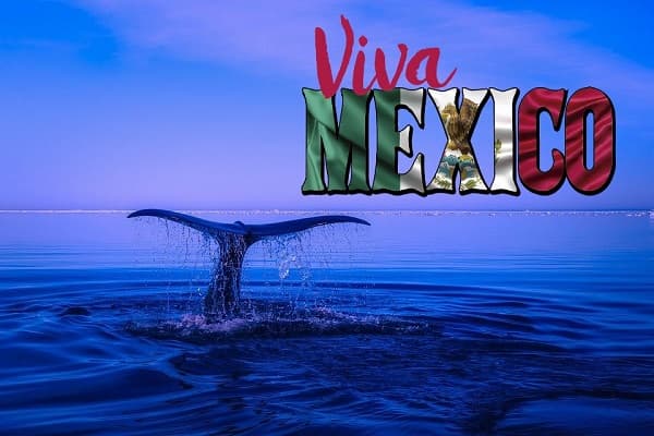 Animales acuáticos en peligro de extinción en México